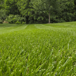 Lawn Care