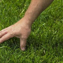 Turf Care