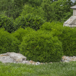 Tree & Shrub Services
