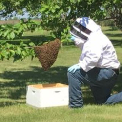 Bee Removal
