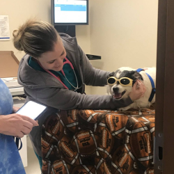 Laser Therapy