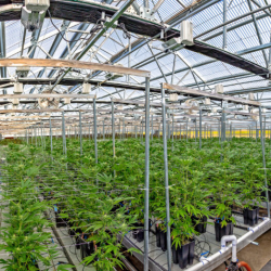 Cannabis and CEA Construction