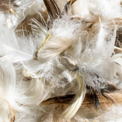 Pigeon Abatement & Clean Up