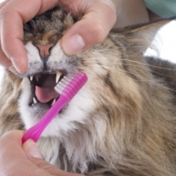 Dental Cleaning Services