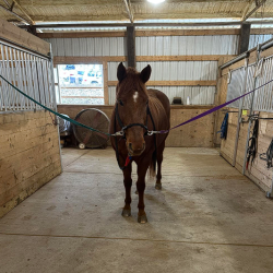 Sponsor a Therapy Horse