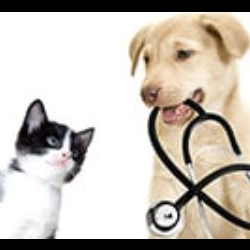 Emergency & Critical Care