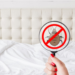 Bed Bug Control