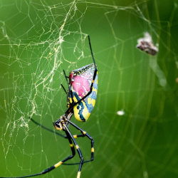 Spider Control