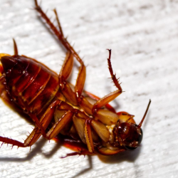 Roach Control