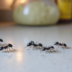 Fire Ant Control
