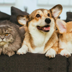 Pet Insurance