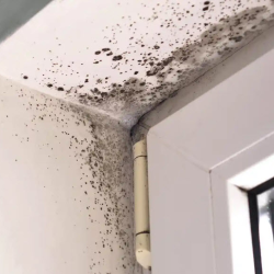 Mold Removal