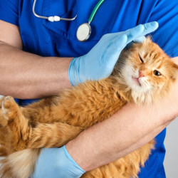 Diagnostics