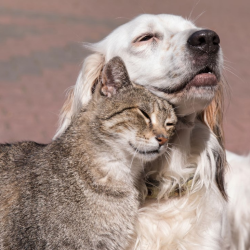 Pet Dentistry