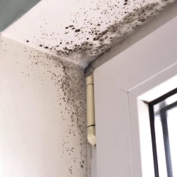 Mold Removal and Remediation