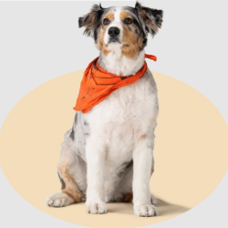 Pet Insurance