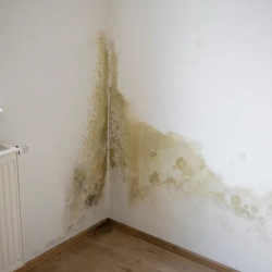 Mold Remediation