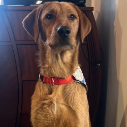 Therapy Dog in Training on Site