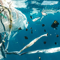 Environmental Justice