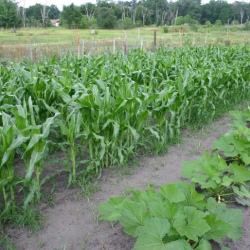 Crop Fertilizing Recommendations