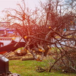 Emergency Tree Care