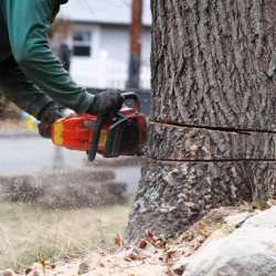 Tree Removal