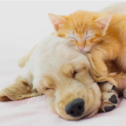 Kitten & Puppy Care