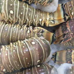 Caribbean Spiny Lobster