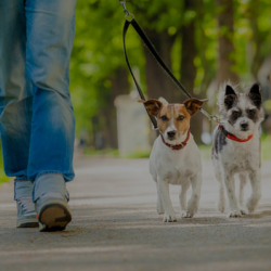 Dog Walking