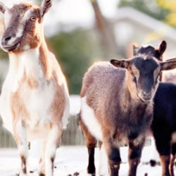 Animal Assisted Therapy