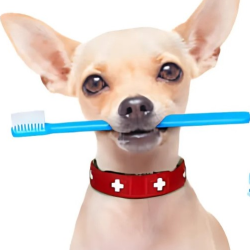 Surgery and Dentistry