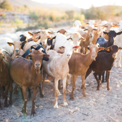 Small Ruminants
