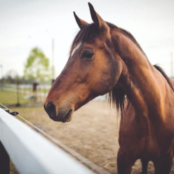 Equine