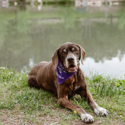 Euthanasia And Hospice Care