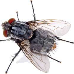 Commercial Pest Control