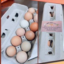 Regular and Nest Run Eggs