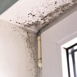 Mold Removal and Remediation