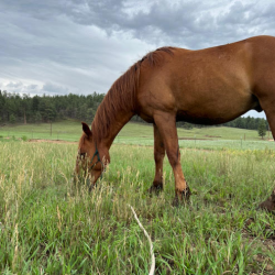 Horse Pens