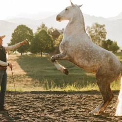 Horse Training and Lessons