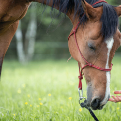 Equine Facilitated Mental Health Learning (EFMHL)