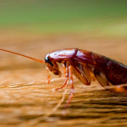 Insects