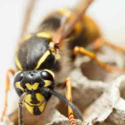 Stinging Insects