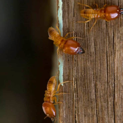 Termites