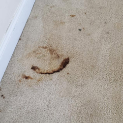 Move Out Home Cleaning