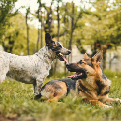 K9 Corner
