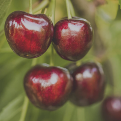 Cherries