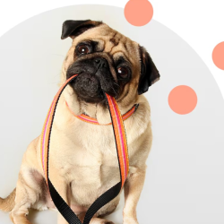 We’re Pet Friendly!