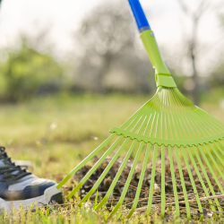 Lawn Cleanup