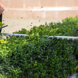 Hedge Trimming