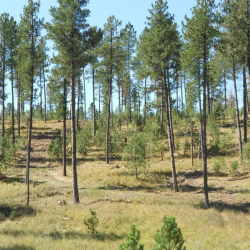 Forestry and Firewise